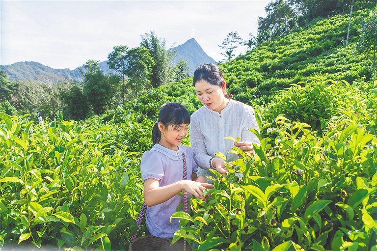 五指山市开展大叶红茶制作技艺体验活动。 孟志军 摄