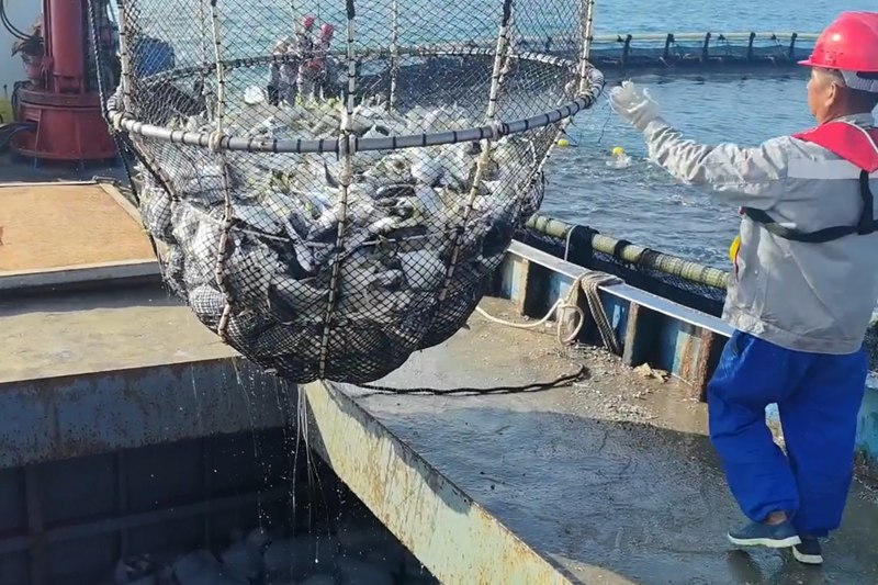 起捕金鲳鱼。海垦（三亚）海洋牧场发展有限公司供图